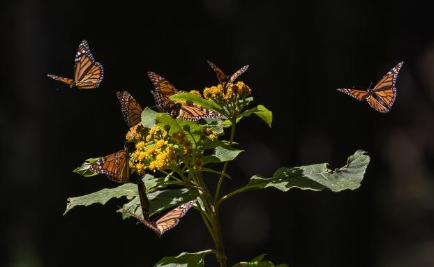 monarch butterflies flutter around and land on a yellow bunched flower