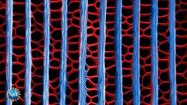 Butterfly wings dazzle with their array of patterns and colors.