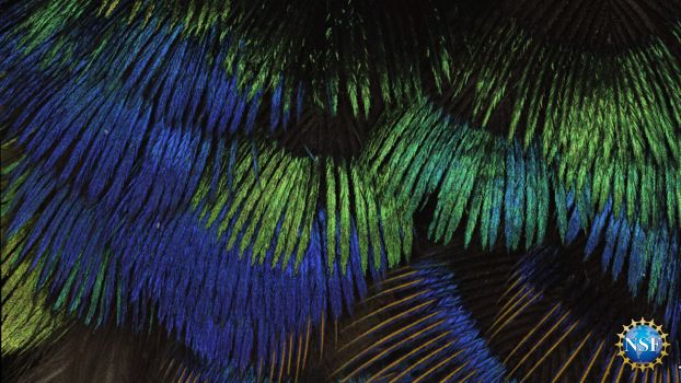 sparkling metallic colors of birds including blues and greens