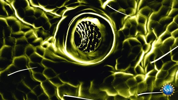 abstract colors of gold and black 