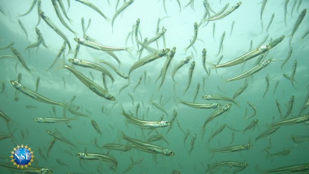school of Atlantic silversides fish