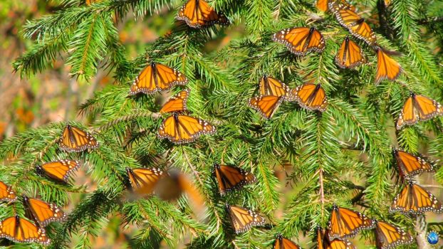 Monarch butterflies