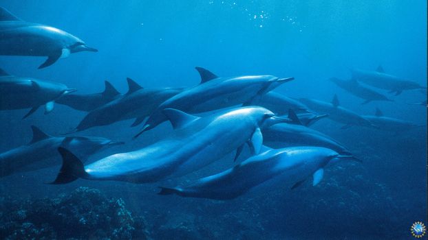 dolphins