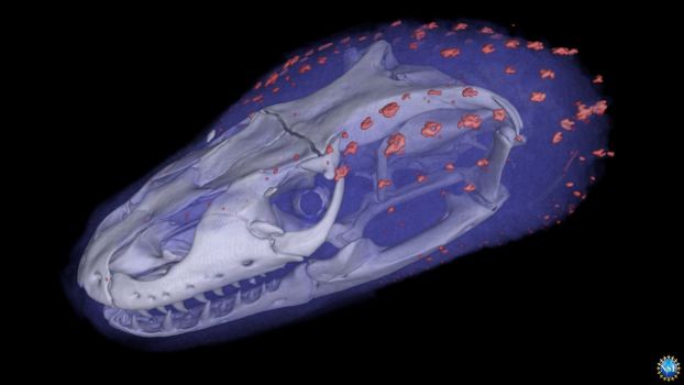 skull of lizard