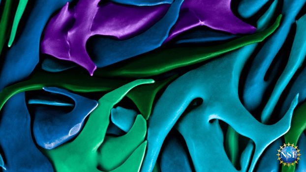 abstract colors for fantastical structures that are the microscopic crystals that make up a sea urchin's tooth