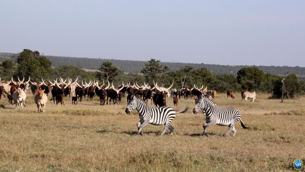 zebras