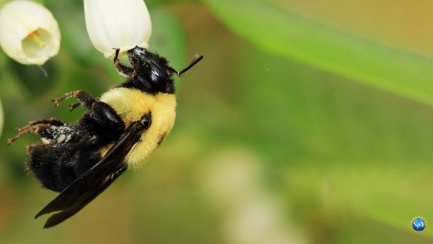 A bumblebee foraging on blueberry flowers.