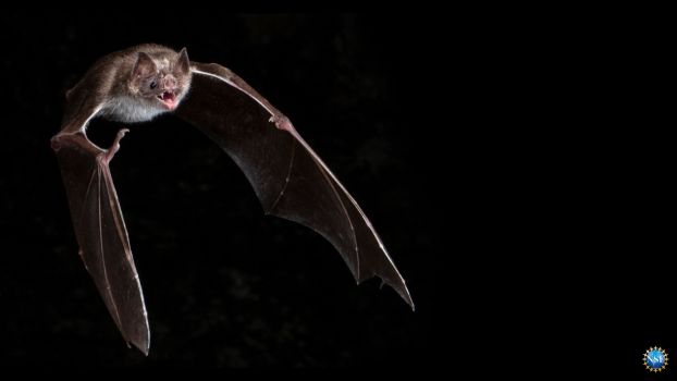 bat flying in the air