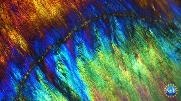 up close look of colorful fish skin