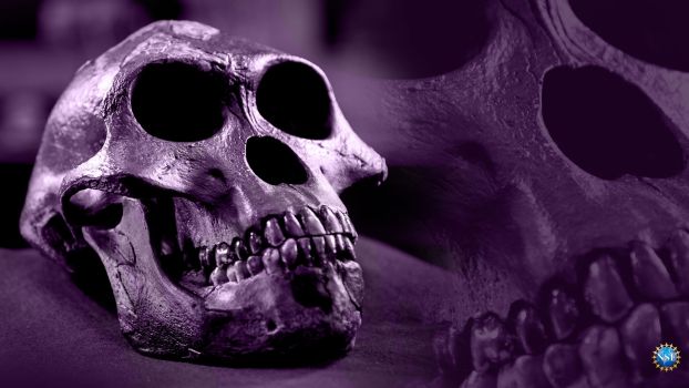 skull with teeth