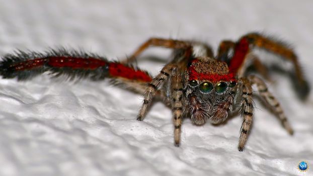 a jumping spider