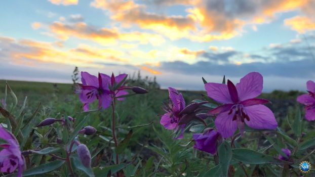 Close up image of purple flowers with beautiful sky in the background.