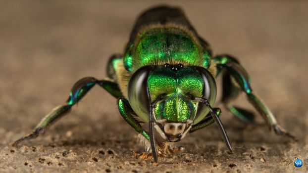 Extreme close-up image of male orchid bee.