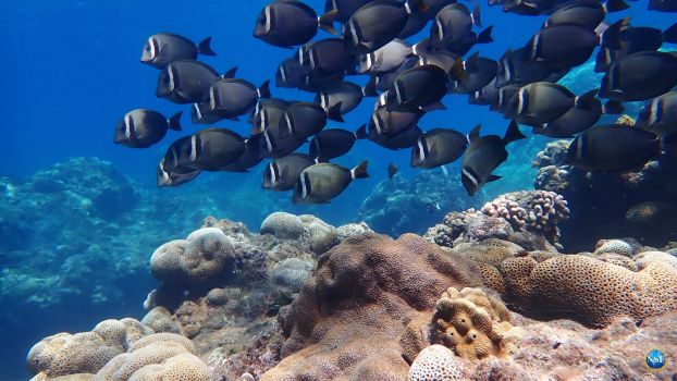 School of fish swimming together in coral reef.