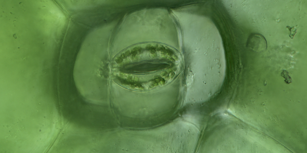 A magnified view of a leaf stoma which resembles a human mouth.