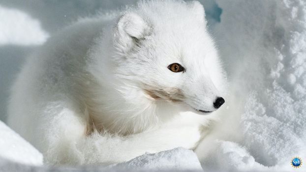 Image of white fox sitting in snow.