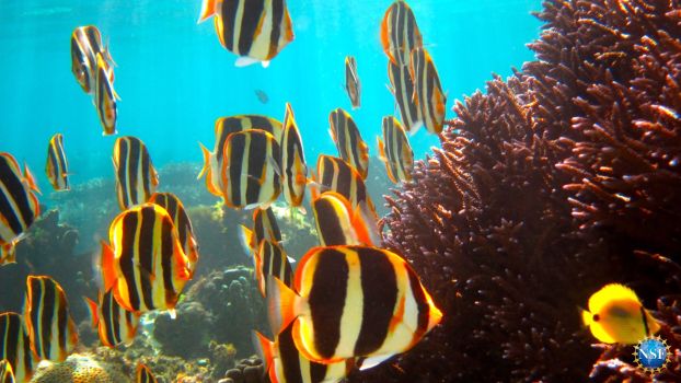 Butterflyfish school
