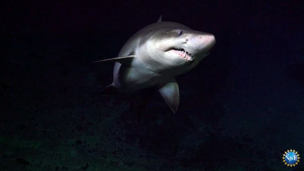 a shark