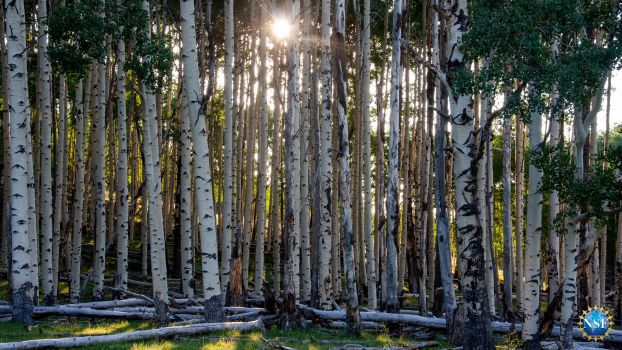 A stand of aspen trees