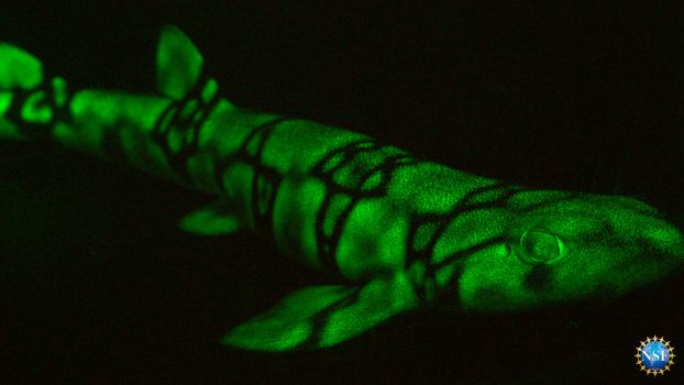 catshark glowing in the dark