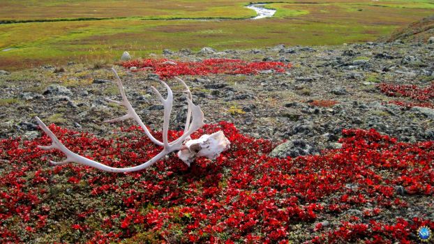 A caribou skull