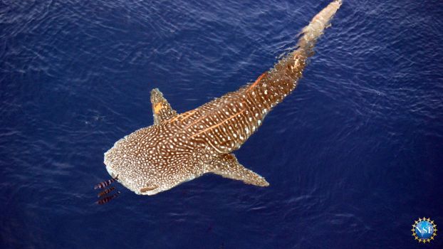 whale shark