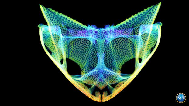 skull of frog