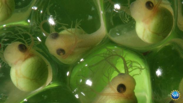 tree frog embryos