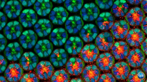 An extreme close-up of the eye of Drosophila melanogaster, the common fruit fly.