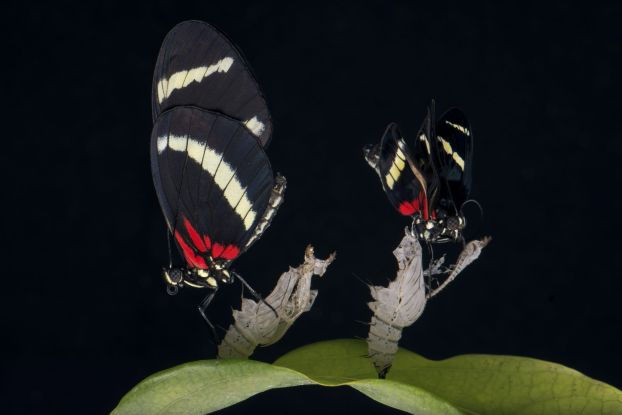 Photo of two butterflies