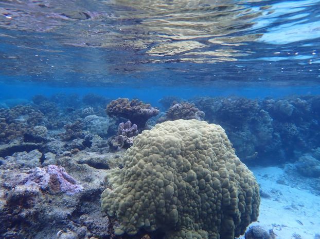 Download this image.April 21, 2023 Coral reef near South Pacific island of Moorea in French Polynesia