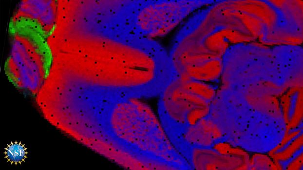 abstract Rat brain showing three specific lipids with colors red blue and greens