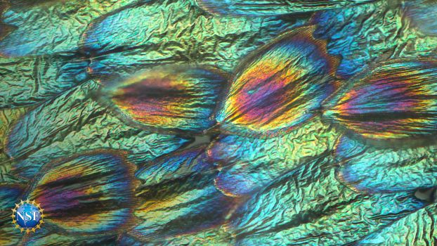 close up of buckeye wing