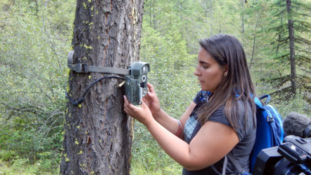 A woman checks an automated camera attached to a tree trunk.