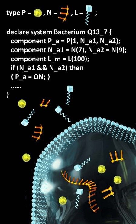 Programming languages for specifying molecular components and systems