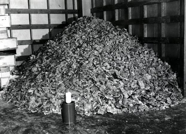 A large pile of animal pancreases used to extract early insulin.