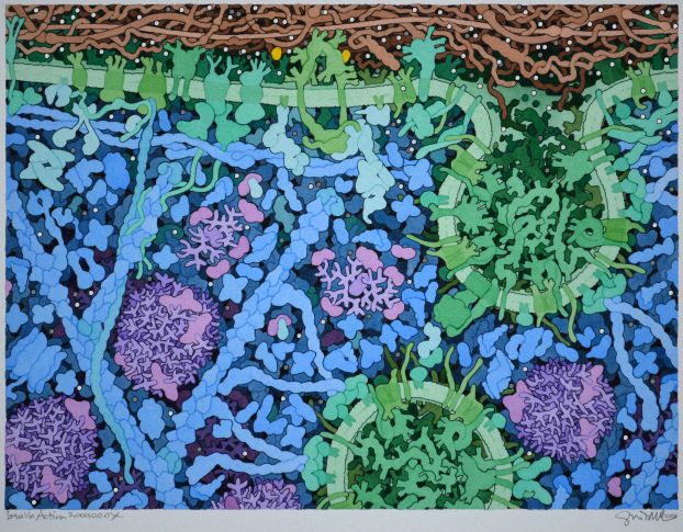A colorful painting of insulin molecules binding to insulin receptors.