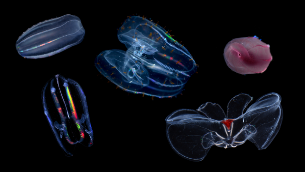 A collage of five comb jelly species
