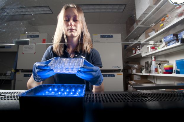 A gloved researcher stands at a fume hood in a laboratory, holding a cell culture dish.