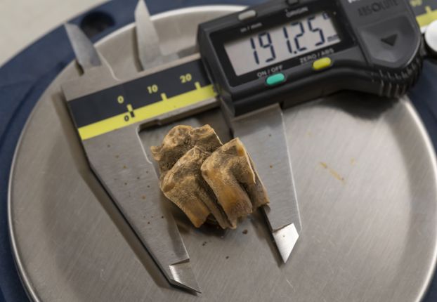 A tooth fragment recovered from an archaeological site in Haiti