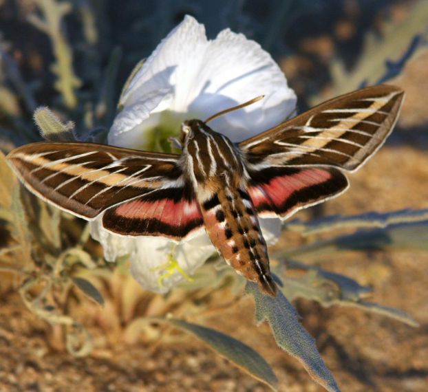 Photo of a white-lined sphinx moth with wings spread, on a primrose flower.