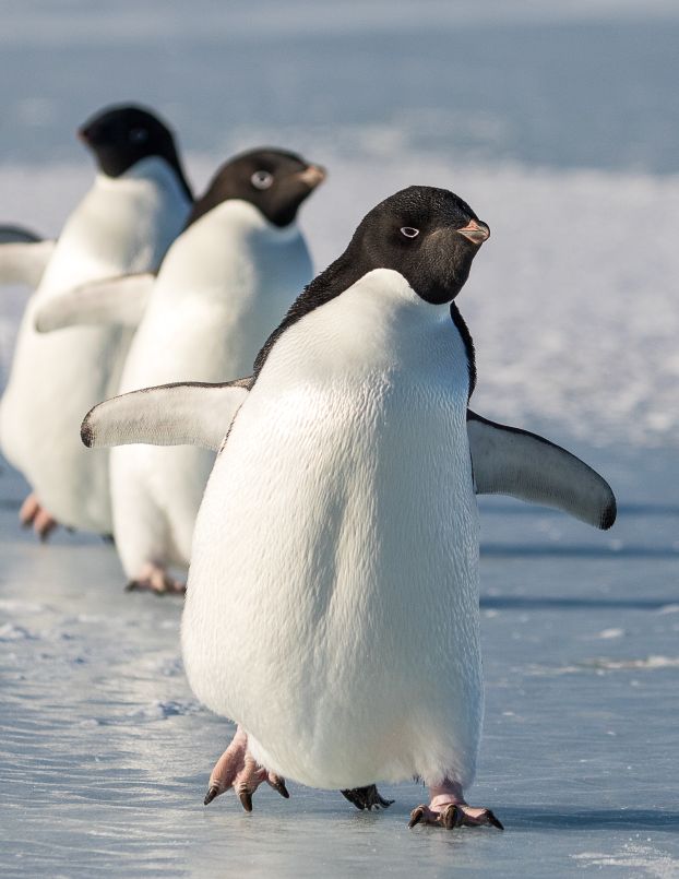 Adelie penguins walk in a line on the ice