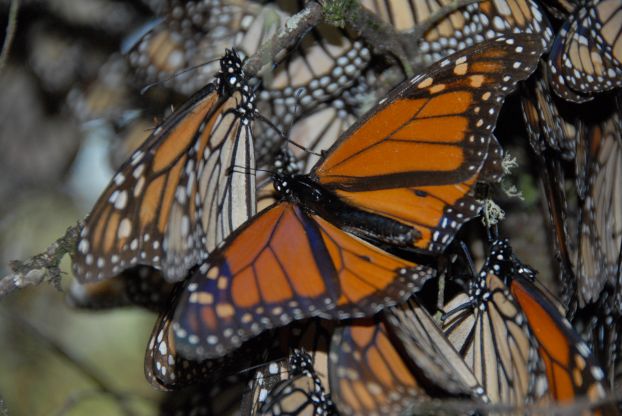 A close-up of a cluster of monarch butterflies.