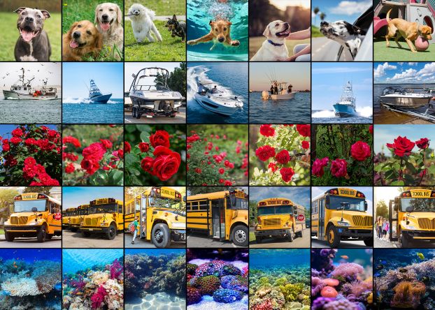 A grid of photographs, with the top row a collection of dog images, followed by rows of boat images, rose images, school bus images, and coral images.