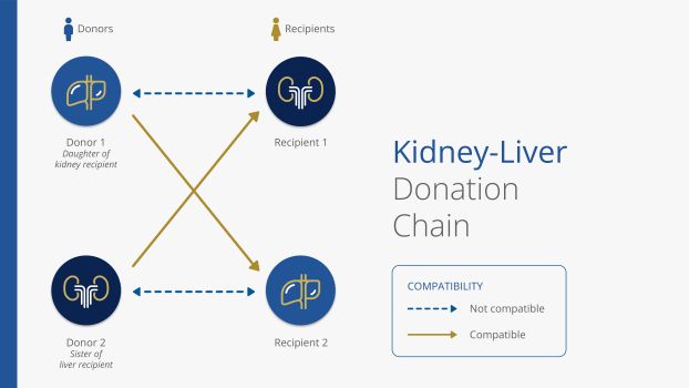 A diagram where two donors who aren't compatible with their family members who they intended to donate organs to instead donate to each other's intended recipients, who they are compatible with.