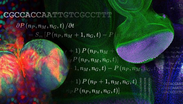 A collage of images showing magnified views of organisms including the brain of a fruit fly larva, the cells and structure of a fruit fly eye, and equations describing some of the biological processes involved.