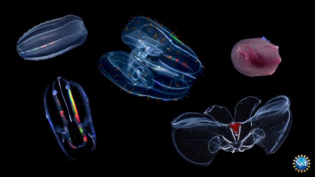 A collage of five comb jelly species