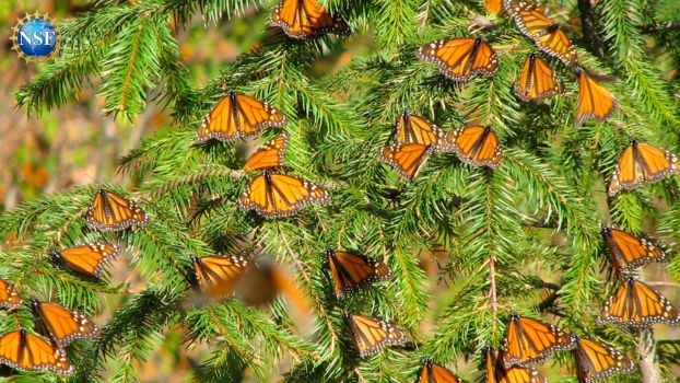 Monarch butterflies