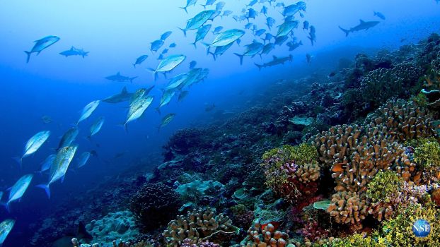 swimming fish