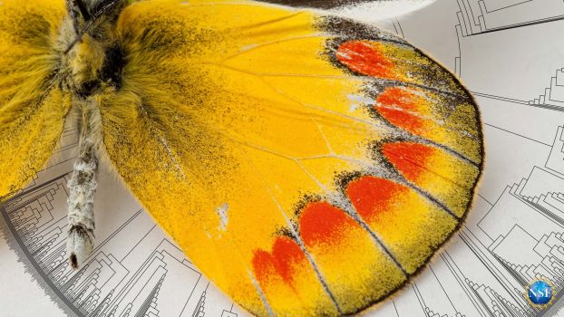 Graphic showing a butterfly specimen overtop a portion of the largest butterfly tree of life ever created. The "tree" was assembled with DNA from more than 2000 butterfly species representing all butterfly families and 92% of genera.